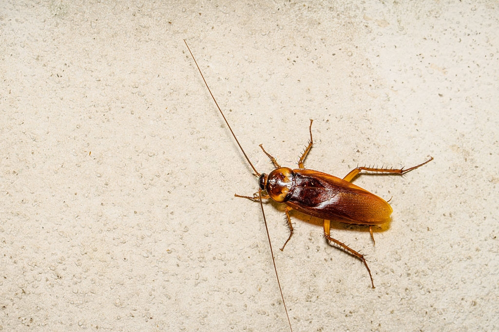Cockroach Control, Pest Control in Camberwell, SE5. Call Now 020 8166 9746
