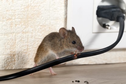 Pest Control in Camberwell, SE5. Call Now! 020 8166 9746