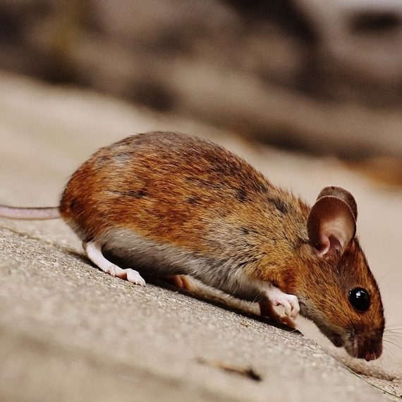 Mice, Pest Control in Camberwell, SE5. Call Now! 020 8166 9746