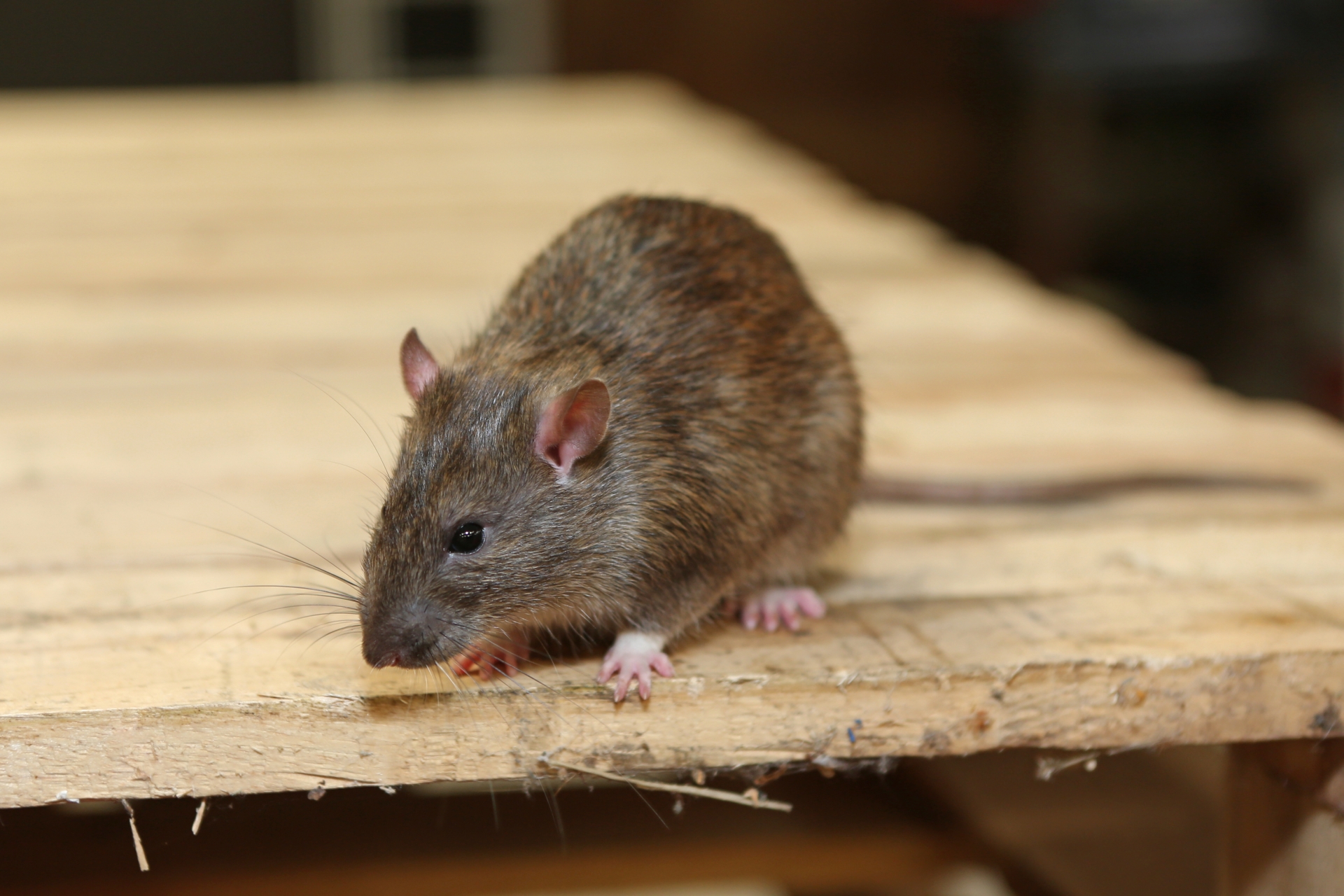 Rat Control, Pest Control in Camberwell, SE5. Call Now 020 8166 9746
