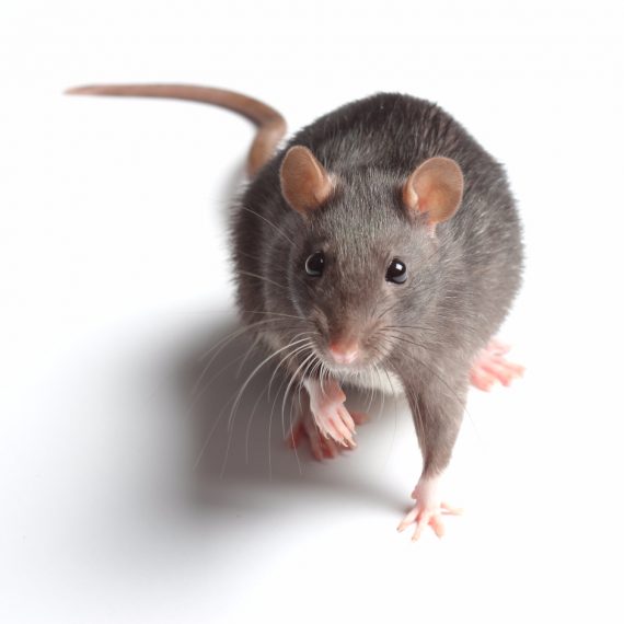 Rats, Pest Control in Camberwell, SE5. Call Now! 020 8166 9746