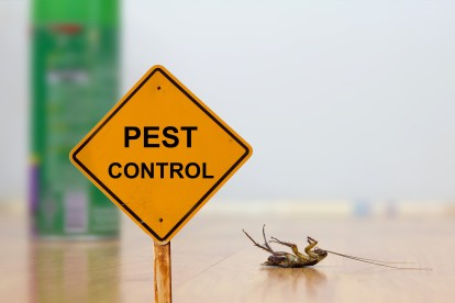 Pest Contol in Camberwell, SE5. Call Now 020 8166 9746