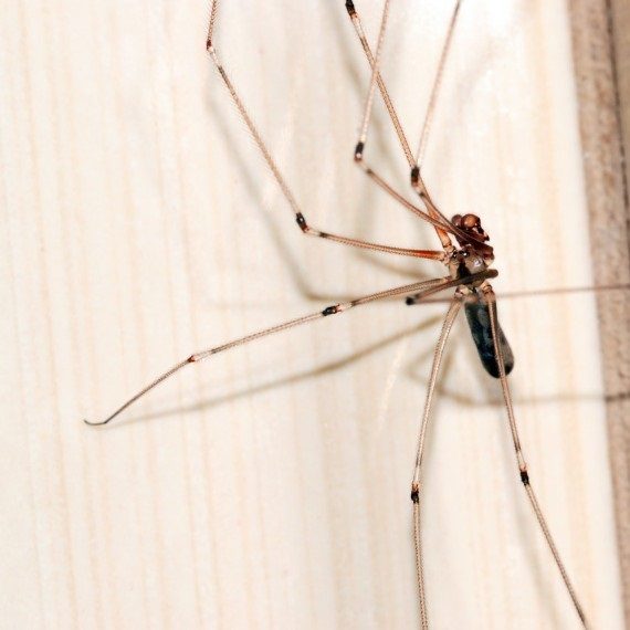 Spiders, Pest Control in Camberwell, SE5. Call Now! 020 8166 9746
