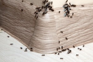 Ant Control, Pest Control in Camberwell, SE5. Call Now 020 8166 9746